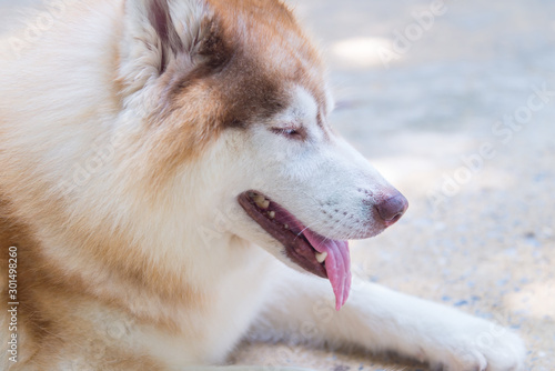 Parts of the face of a Siberian dog.happy muzzle Siberian husky. close up husky dog.The dog's fur is soft and supple.Selection focus.