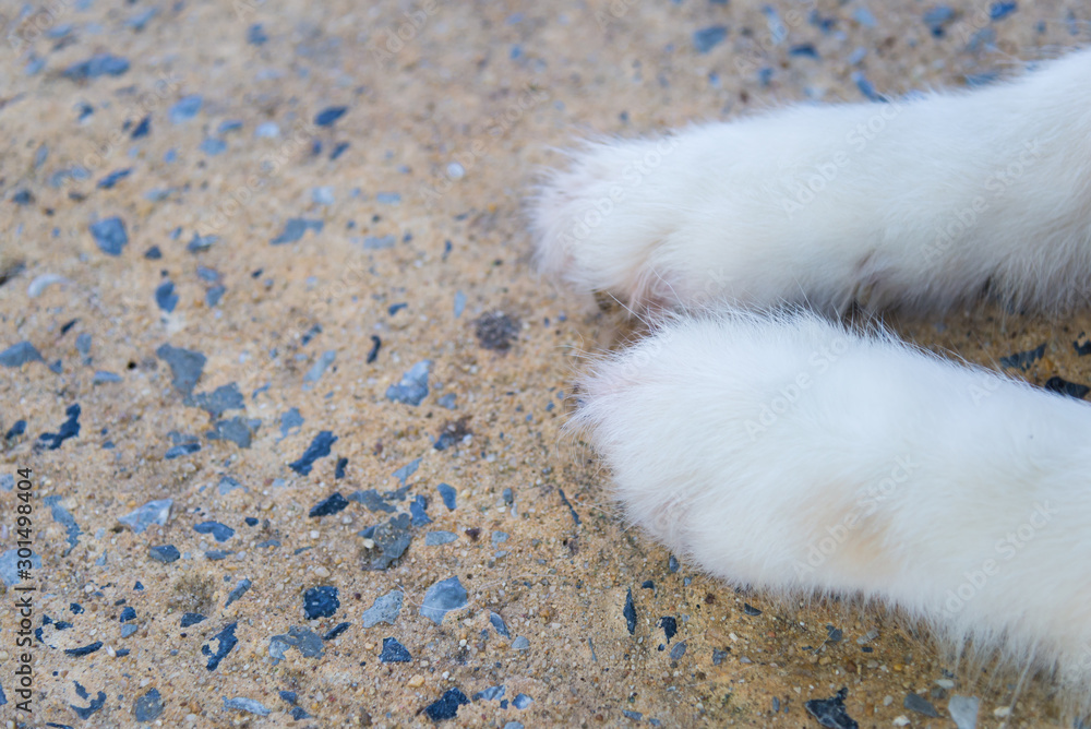 Fototapeta premium Parts of the body of a Siberian dog.happy muzzle Siberian husky. close up husky dog.The dog's fur is soft and supple.Selection focus.