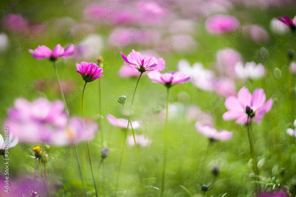 Taiwan Taipei Freshwater Zinnia Landscape Film