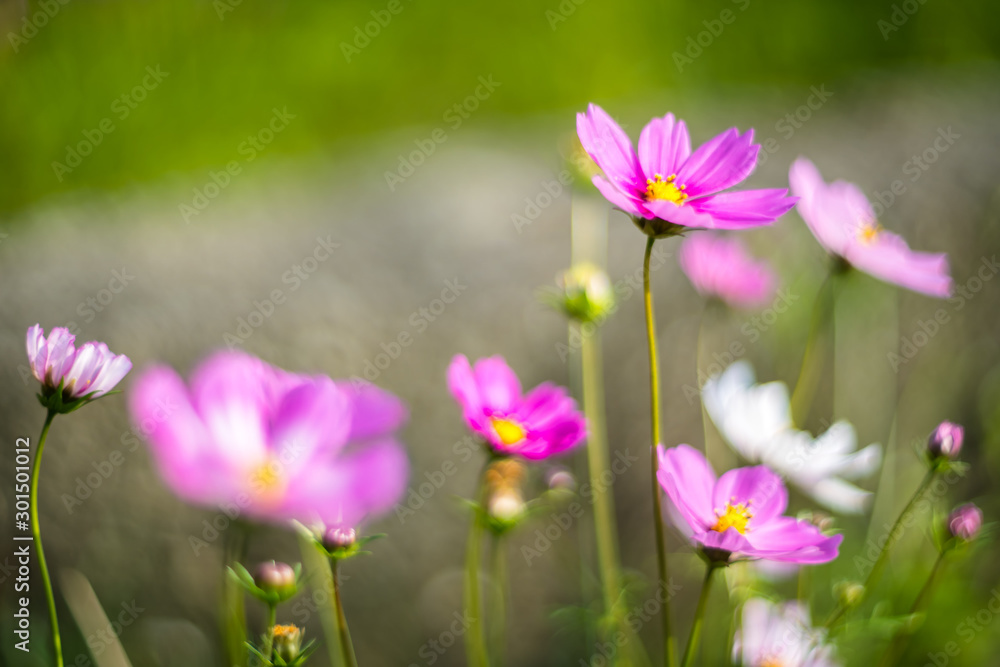 Taiwan Taipei Freshwater Zinnia Landscape Film Taiwan Taipei Freshwater Zinnia Landscape Film