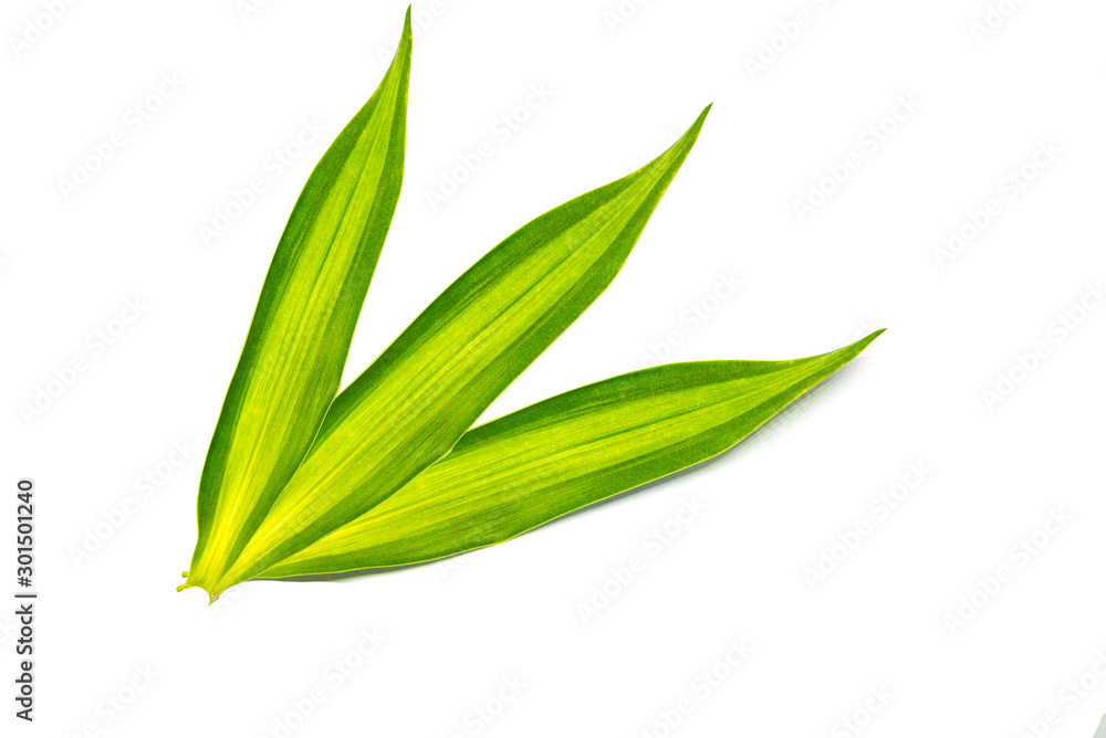 Obraz premium Green leaves tropical rainforest foliage plant isolated on white background, clipping path included.