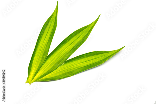 Green leaves  tropical rainforest foliage plant isolated on white background  clipping path included.