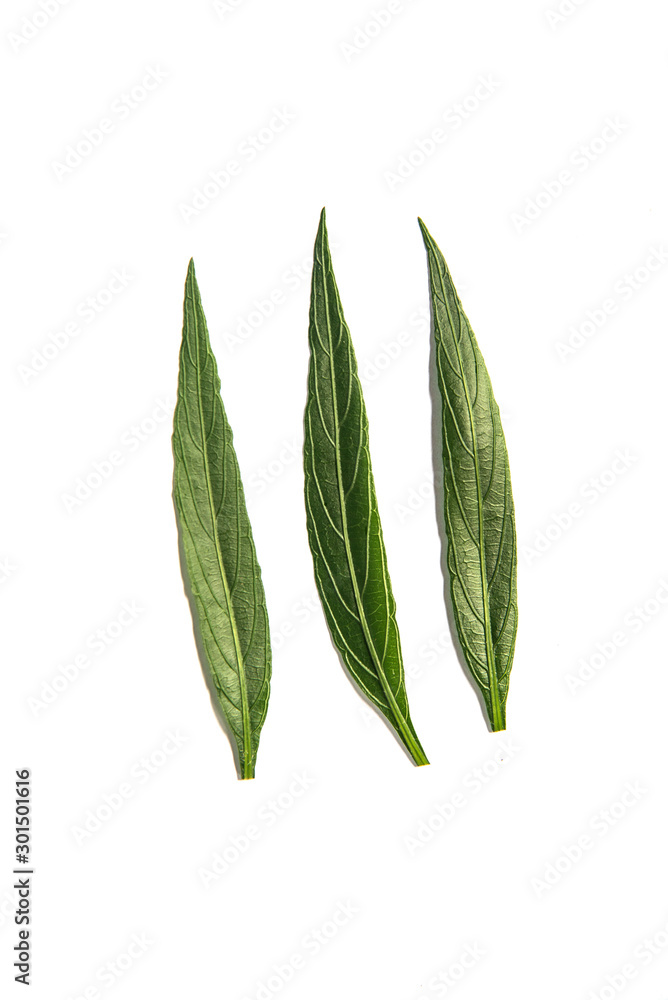 Obraz premium Green leaves tropical rainforest foliage plant isolated on white background, clipping path included.