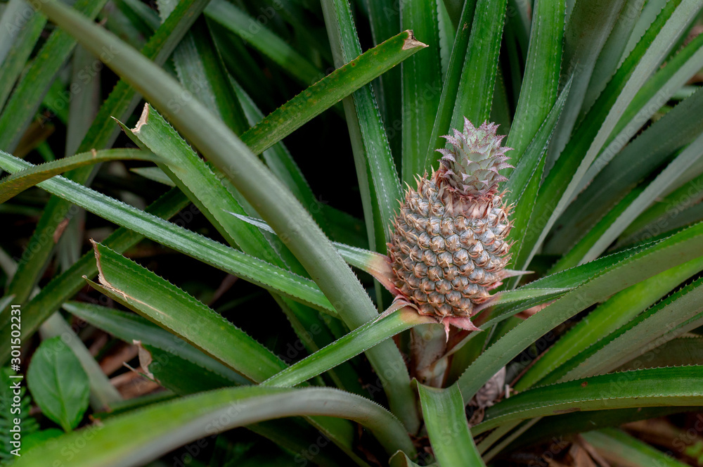 pine cone on a branch