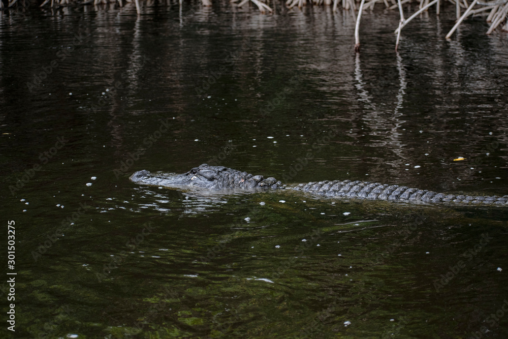 Gators Gators