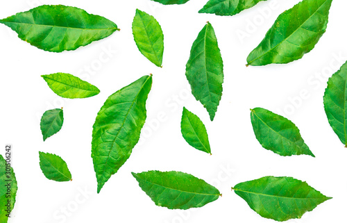 Very beautiful, fresh green leaves, Green leaf isolated on white background. © Mohwet