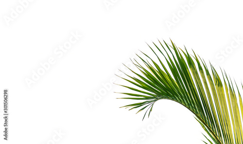 Coconut leaves (Dypsis lutescens) or Golden cane palm, Areca palm leaves, Tropical foliage isolated on white background with clipping path