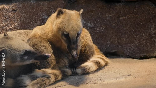 Two coatimundis resting on a rock and looking around photo