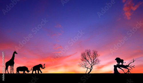 Amazing sunset and sunrise.Panorama silhouette tree in africa with sunset.Tree silhouetted against a setting sun.Dark tree on open field dramatic sunrise.Safari theme.Giraffes , Lion , Rhino