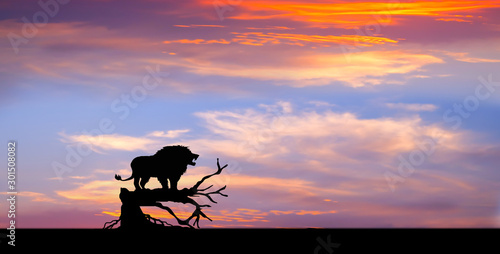 Amazing sunset and sunrise.Panorama silhouette tree in africa with sunset.Tree silhouetted against a setting sun.Dark tree on open field dramatic sunrise.Safari theme.Giraffes   Lion   Rhino