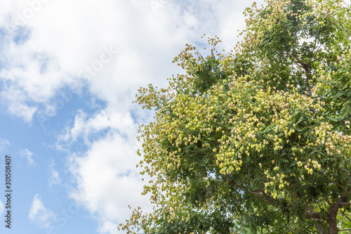 Outdoor blue sky with white clouds and eucalyptus leaves and fruits，Koelreuteria paniculata Laxm