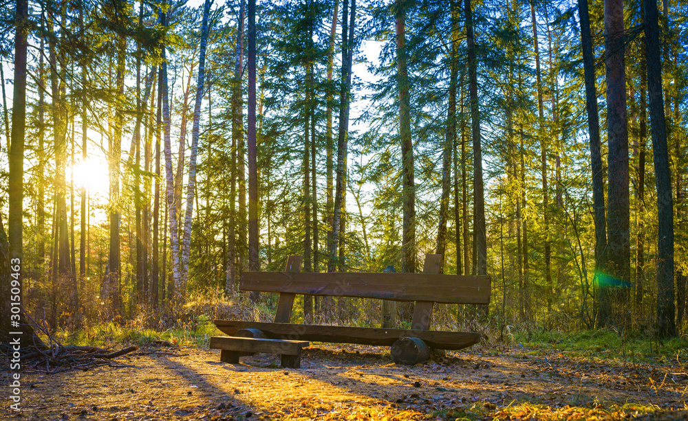 Fototapeta premium bench in park at su.set