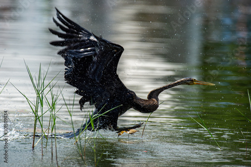 Obraz na płótnie The black bird under the lake