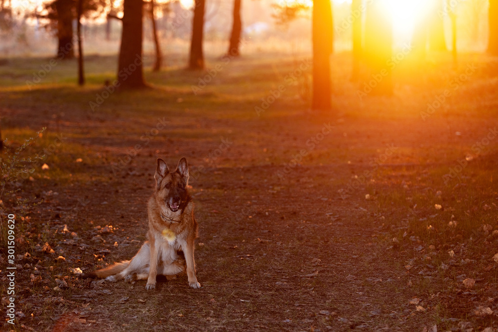 German shepherd dog sitting on the edge of the forest in the sunset German shepherd dog sitting on the edge of the forest in the sunset
