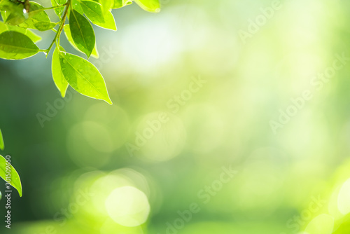 Green leaf with beautiful bokeh. Nature and fresh background with copy space for text concept.