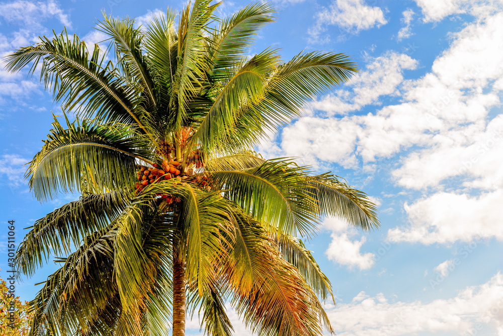 Fototapeta premium Palm tree in bright daylight against a blue sky with white clouds