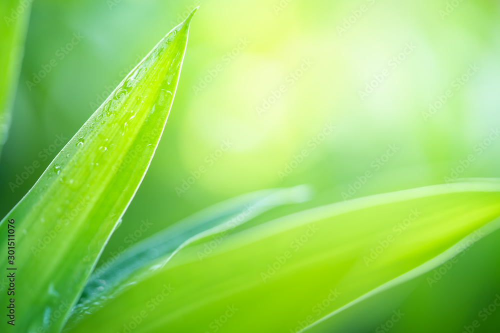 Closeup green leaf texture on greenery blurred background with copy space for text. Closeup green leaf texture on greenery blurred background with copy space for text.