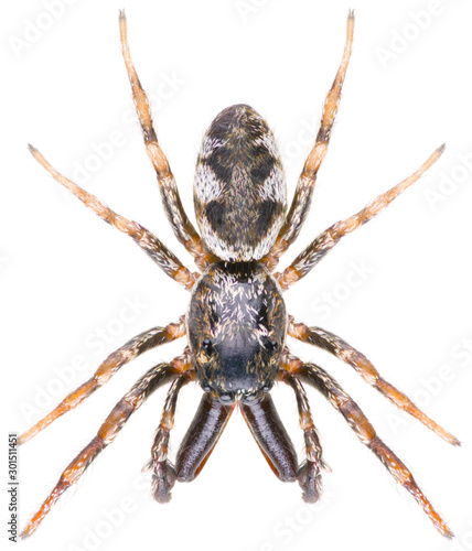 The zebra back spider Salticus scenicus is a genus of jumping spiders. Salticidae zebra spider isolated on white background.