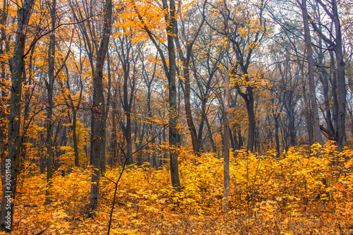 Autumn forest with trees with golden leaves in the fall. Fall Beautiful autumn nature.