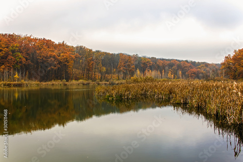 Autumn lake with trees with golden leaves in the fall. Fall Beautiful autumn nature