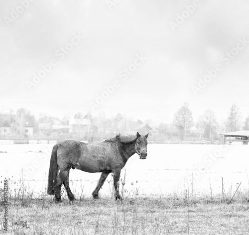 Zemaitukas horse on an autumn grass. Black white. photo