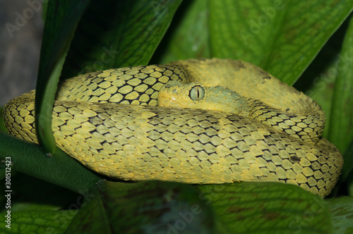 Green bush viper, Atheris squamigera photo