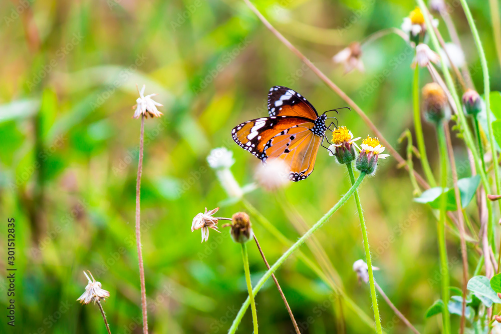 Close up Common tiger Butterfly feeding petals grass flowers in flower garden on summer. Close up Common tiger Butterfly feeding petals grass flowers in flower garden on summer.