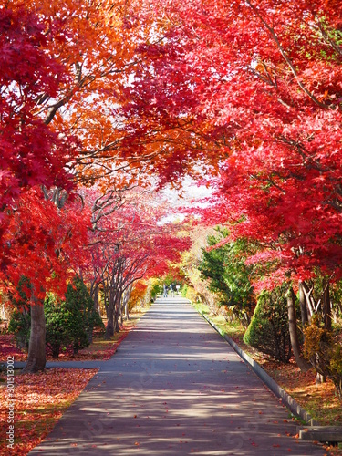北海道の紅葉風景 平岡樹芸センター もみじのトンネル