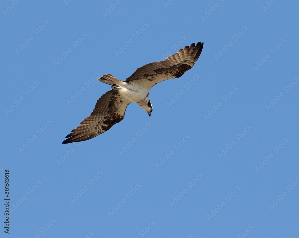 Ospray (Pandion haliatus)  Flying in Blue Sky, Galveston, Texas, USA