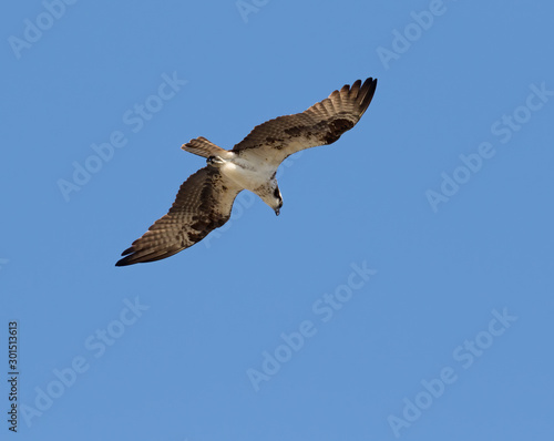 Ospray  Pandion haliatus   Flying in Blue Sky  Galveston  Texas  USA