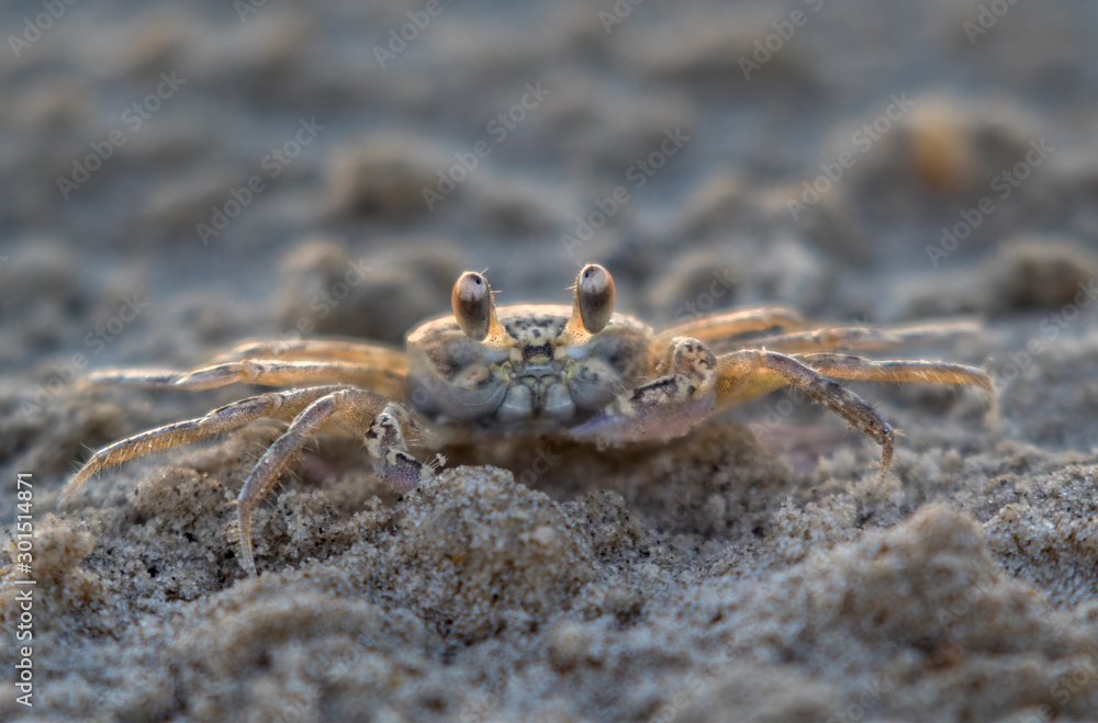 Juvenile Atlantic ghost crab (Ocypode quadrata) on the sand, Galveston, Texas, USA Juvenile Atlantic ghost crab (Ocypode quadrata) on the sand, Galveston, Texas, USA