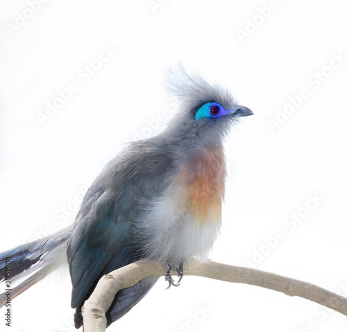 Photography Crested Coua (Coua cristata). isolated on the white background