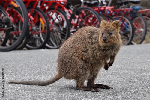 Quokka in Rottnest Island, Western Australia