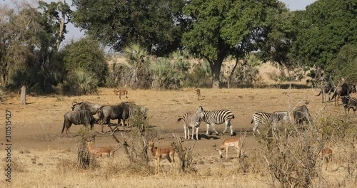 Blue wildebeest, impala antelopes and plains zebras at a watering piont, Kruger National Park, South Africa