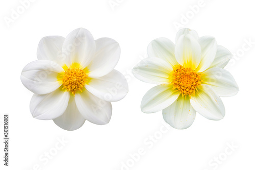 collection white chrysanthemum isolated on white background.