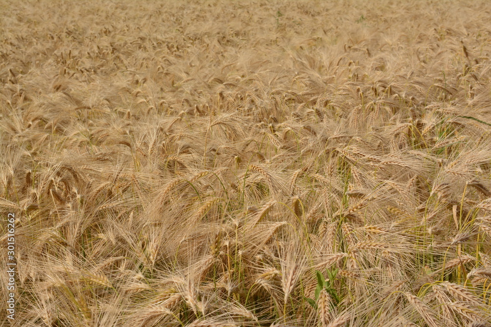 Fototapeta premium Field with standing barley. Flowered boots. Grain field. Blond colored. Belgium.