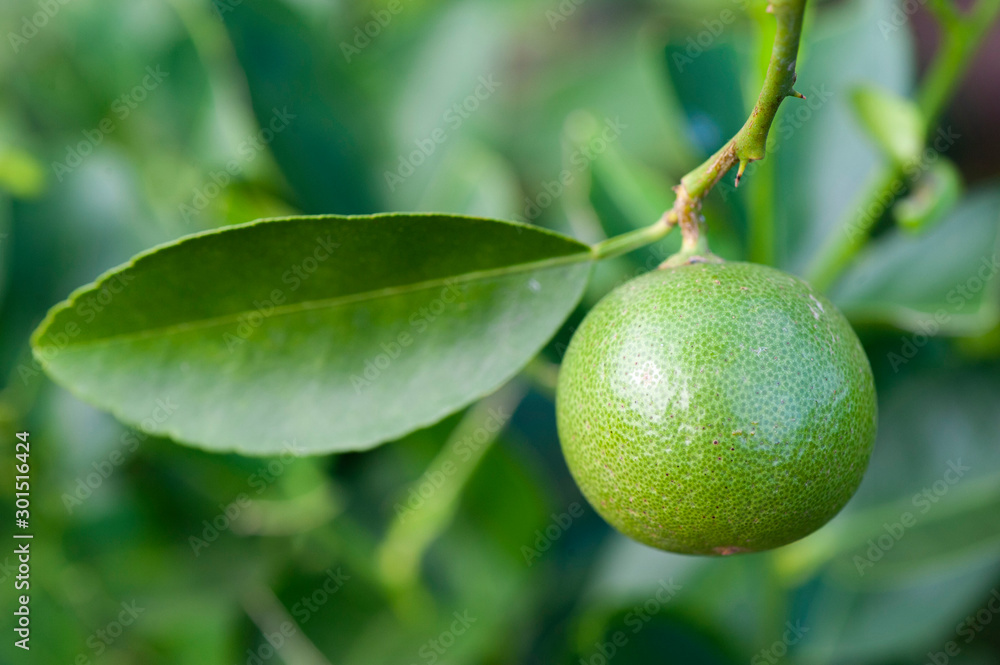 Green limes on a tree. Lime is a hybrid citrus fruit, which is ...