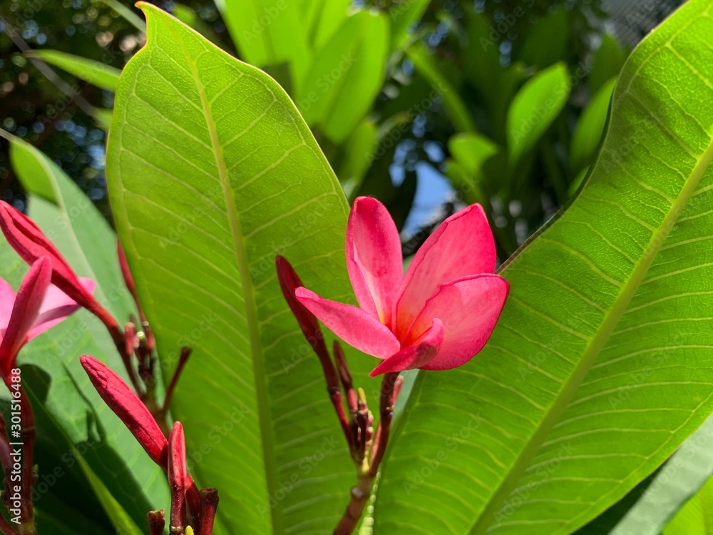 Plumeria, Frangipani or Temple tree Plumeria, Frangipani or Temple tree