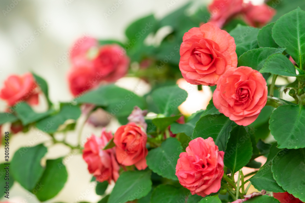 Red rose flower in garden. Red rose flower in garden.