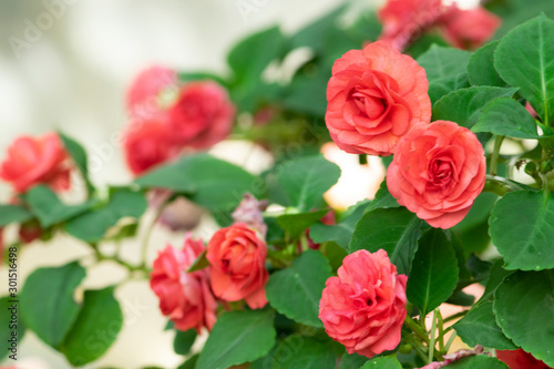 Red rose flower in garden.