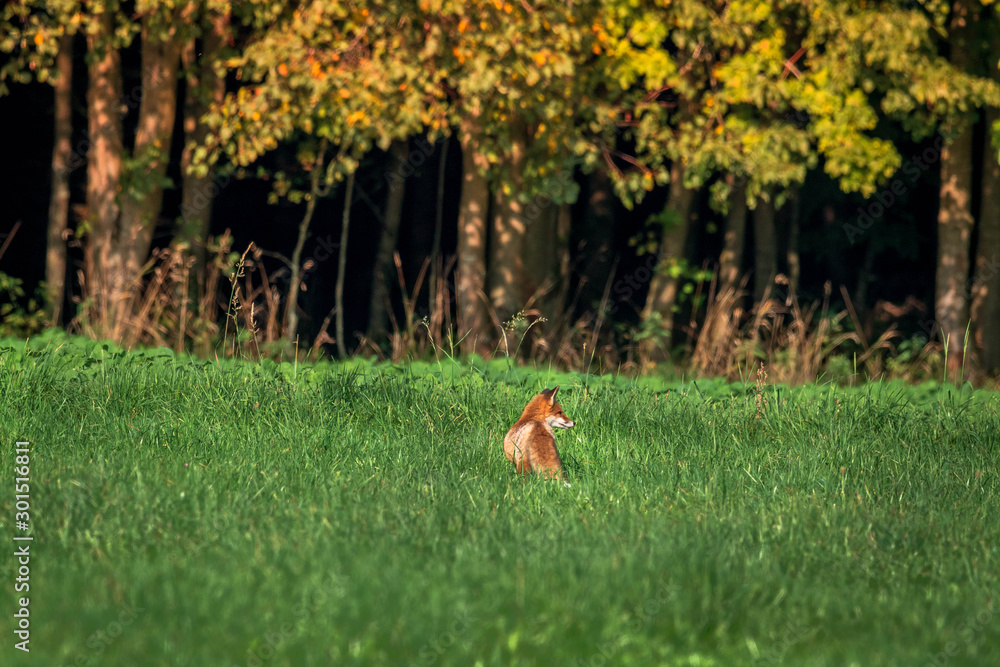 Fototapeta premium beautiful fox in forest meadow goes on mice hunt 
