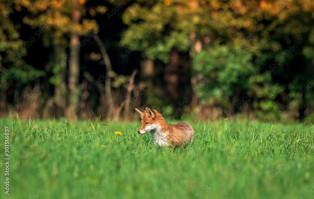 Obraz premium beautiful fox in forest meadow goes on mice hunt 