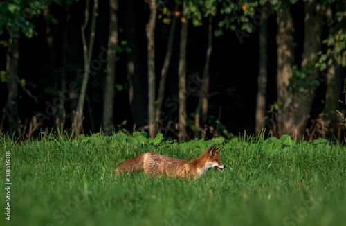 young fox in forest meadow eats a mouse