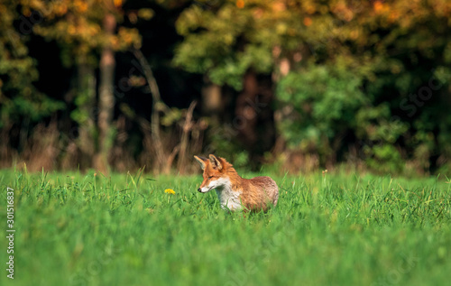 beautiful fox in forest meadow goes on mice hunt  © Himmelreich Photo