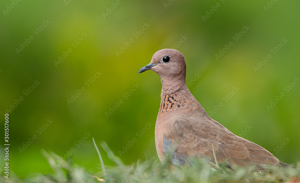Obraz premium Laughing Dove