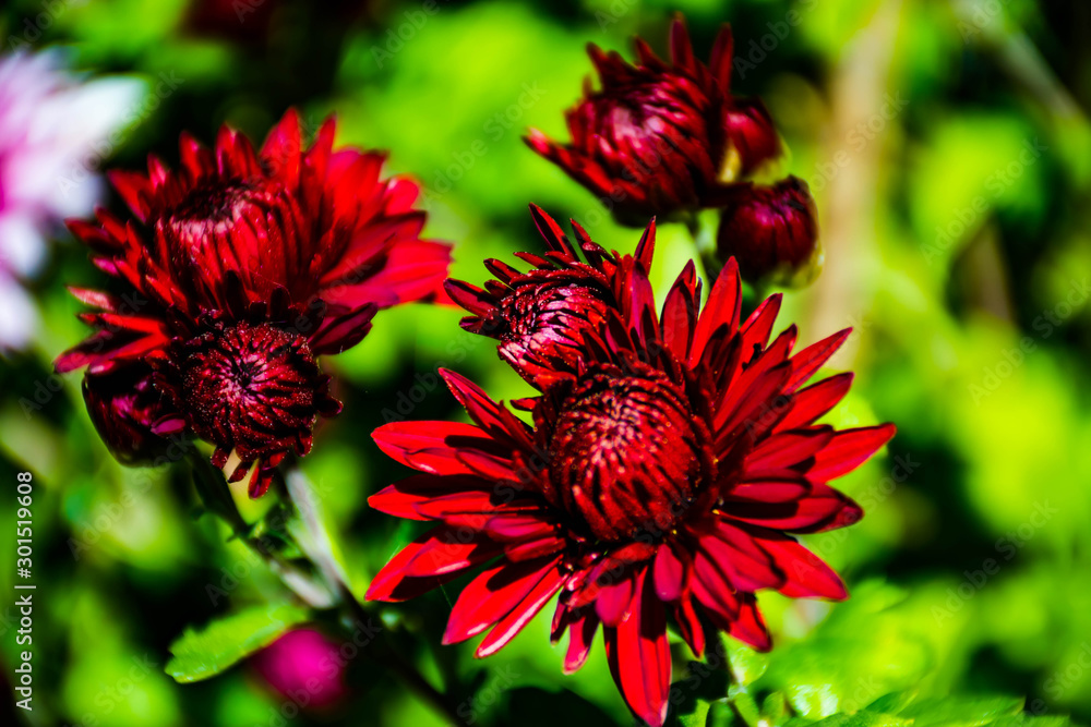 red flower in the garden red flower in the garden