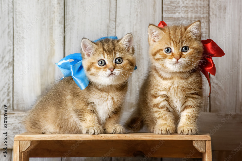 Cute kittens playing in wood shavings Cute kittens playing in wood shavings