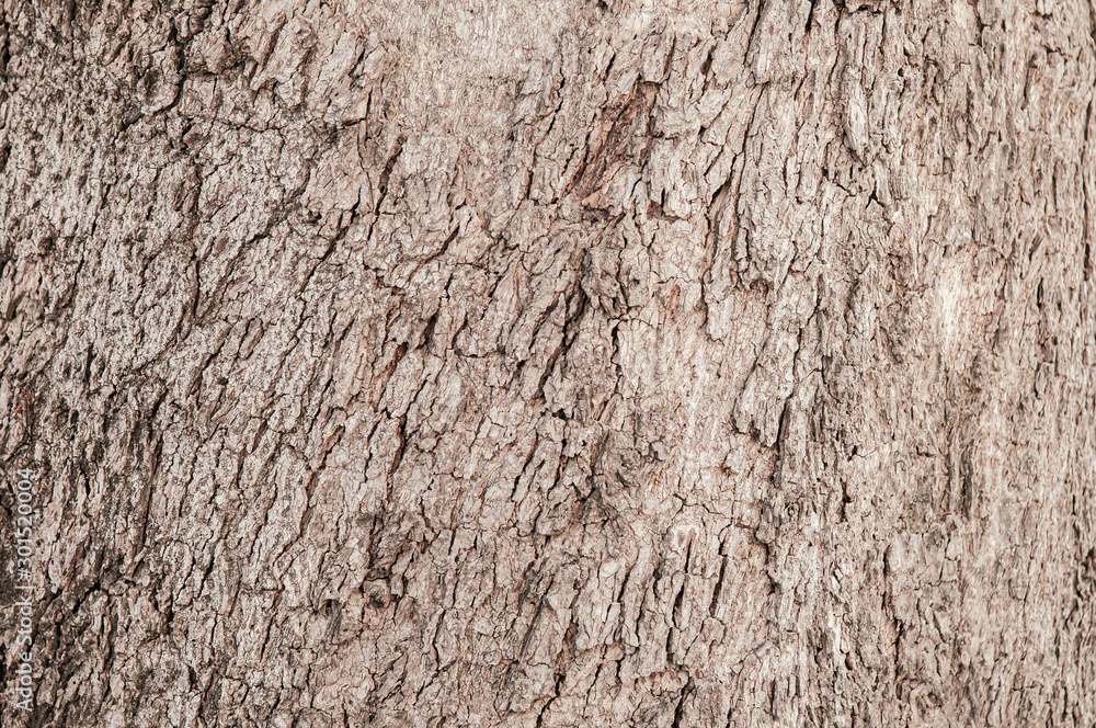 Old grungy wood bark tree trunk background natural texture Old grungy wood bark tree trunk background natural texture