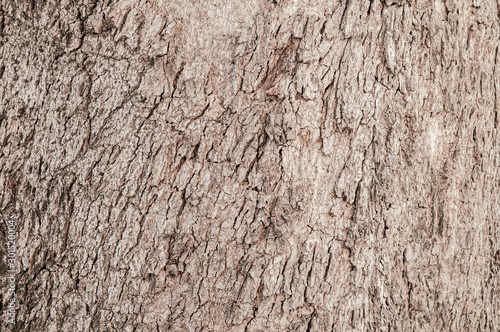 Old grungy wood bark tree trunk background natural texture