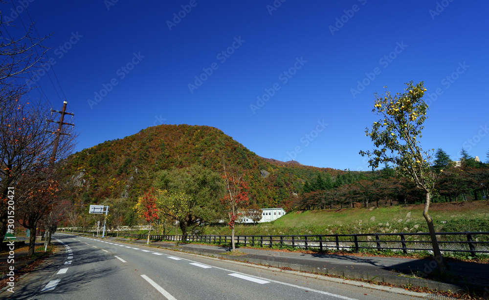 百日紅と花梨が交互に植えられた花水木通り Stock 写真 Adobe Stock